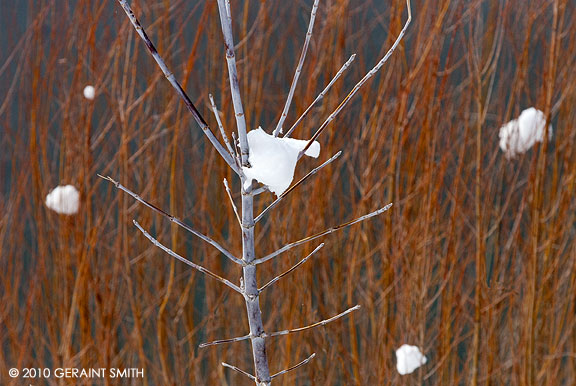 snow on the willows