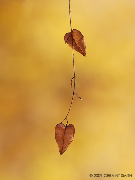 Fall color on the Dixon Studio Tour along the Rio Embudo, New Mexico