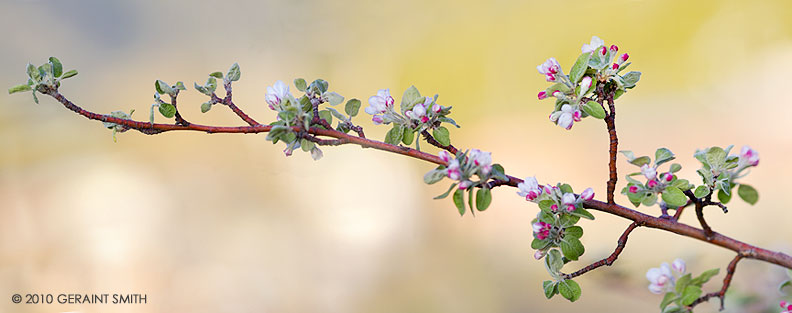 Apple blossom