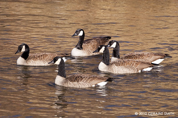 Canadian Geese on the Rio Grande