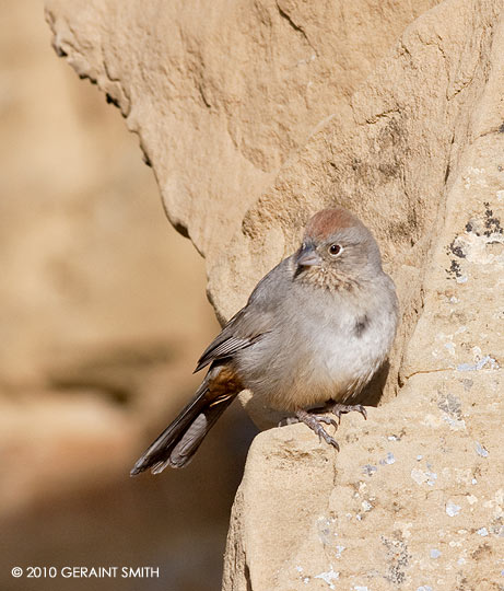 Canyon Towhee in Chaco Canyon