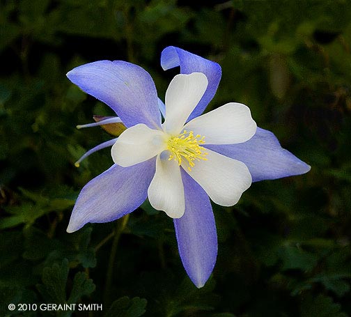 Columbine on the trail