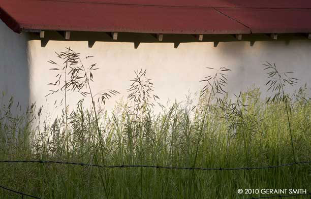 Adobe grasses