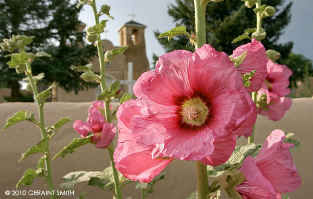 Hollyhocks at the St Francis Church 