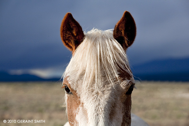 horse on the mesa