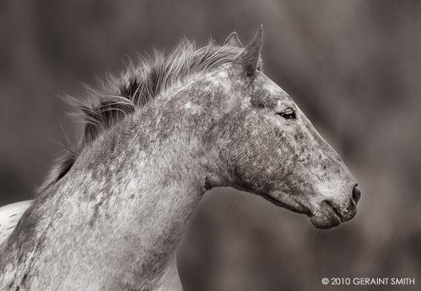 Horse on the road in Chama, NM 