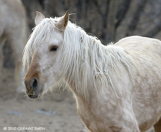 Horse whistler