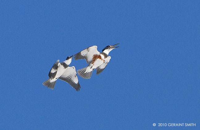 Belted Kingfishers