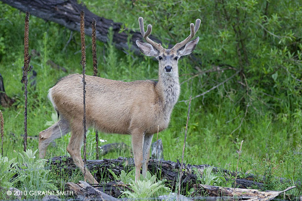 Mule deer in Colorado