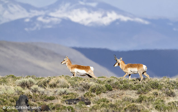Pronghorn Antelope, at the New Mexico, Colorado State line