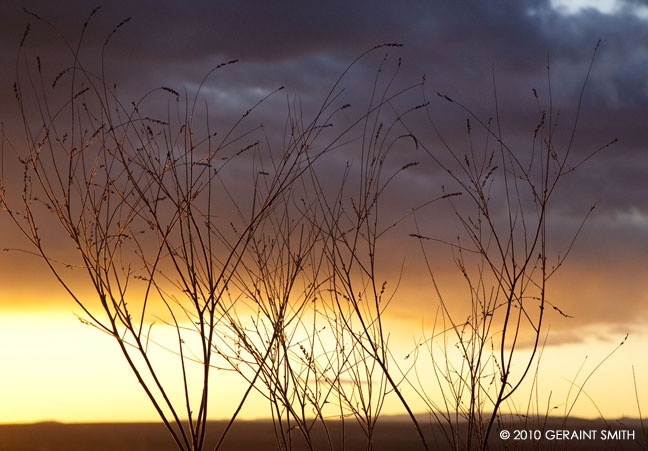 Sunset grass