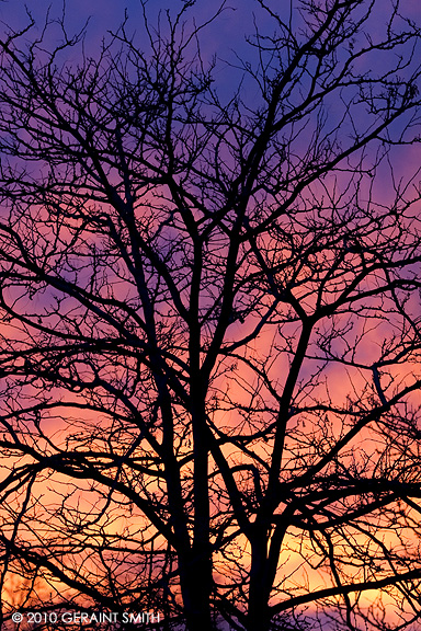 Beautiful sunset through a tree in a Taos municipal parking lot