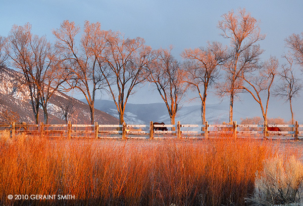 Evening glow on the red willow