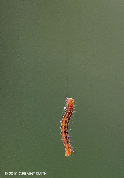 Hanging by a thread in the woods 