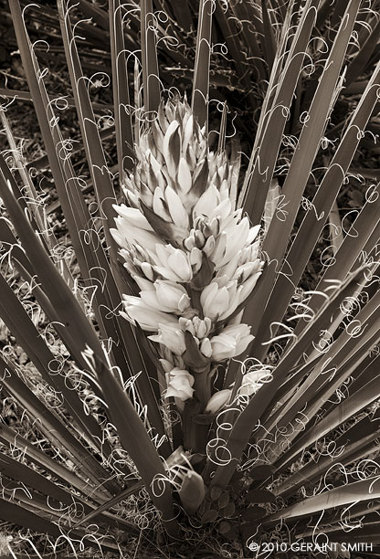 Yucca