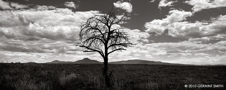 Lone tree and Cerro Pedernal, near Abiquiu, NM