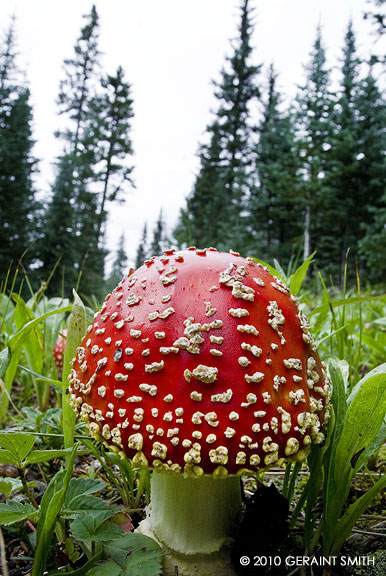 Amanita Muscaria 