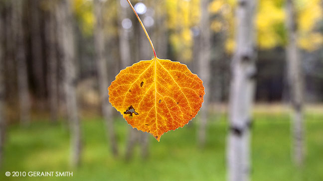 Aspen Leaf