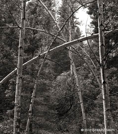 Aspens, a composition in the woods