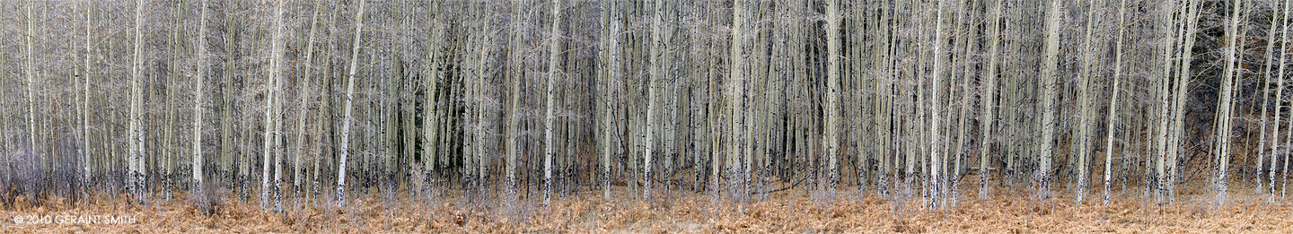 Aspens on US Highway 64 