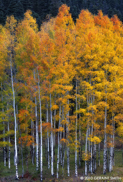 Aspens on Bobcat Pass, NM