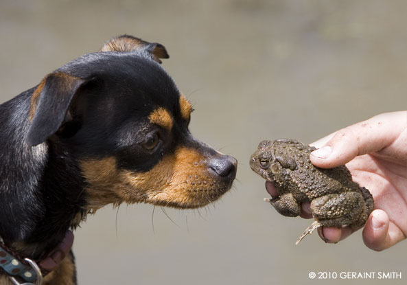 Dog meets toad