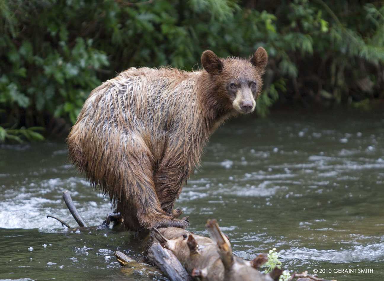 A bear in Cimarron Canyon yesterday evening