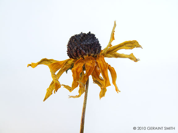 Blackeyed Susan