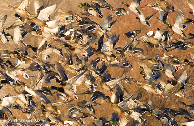 Duck lift off at the Bosque del Apache, NWR, NM