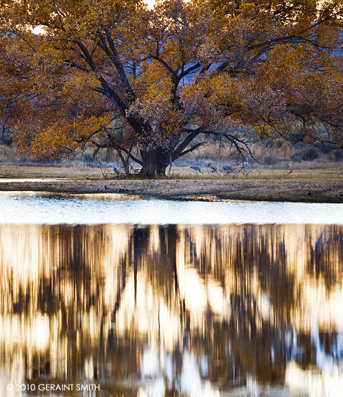 Reflections in the Bosque del Apache, NWR, NM