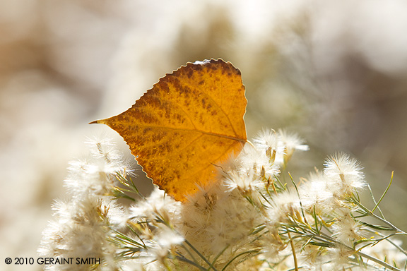 Chamisa Leaf