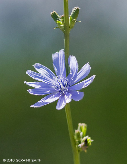 Cornflower ... abundant along Taos highways 