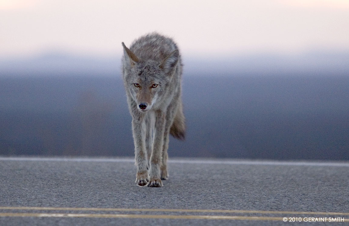 Coyote