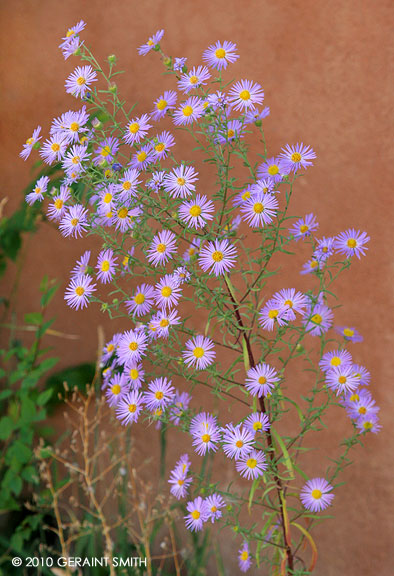 Daisies and adobe