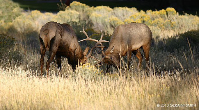 Elk Rut