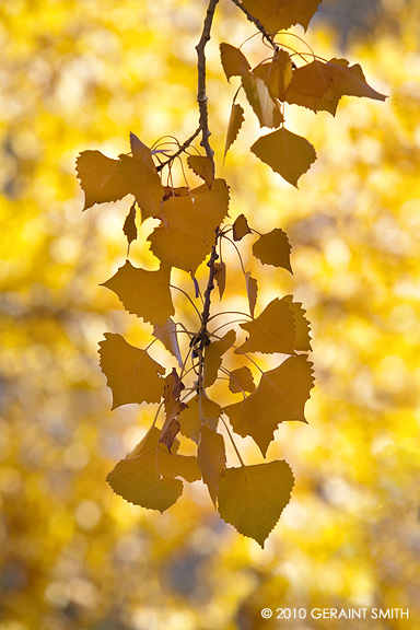 Fall colors in the gorge