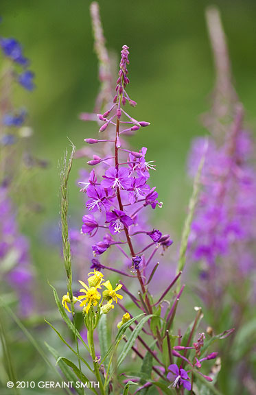 Fireweed everywhere in the rockies