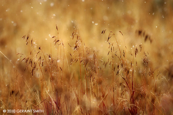 Snowflakes and grasses