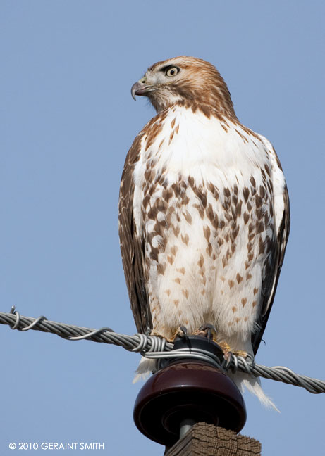 hawks inner eyelid nictitating membrane