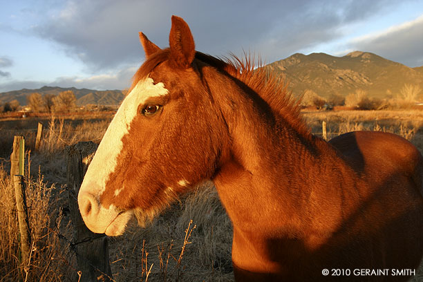 Horse and Taos Mountain light