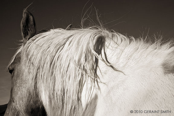 Horse mane