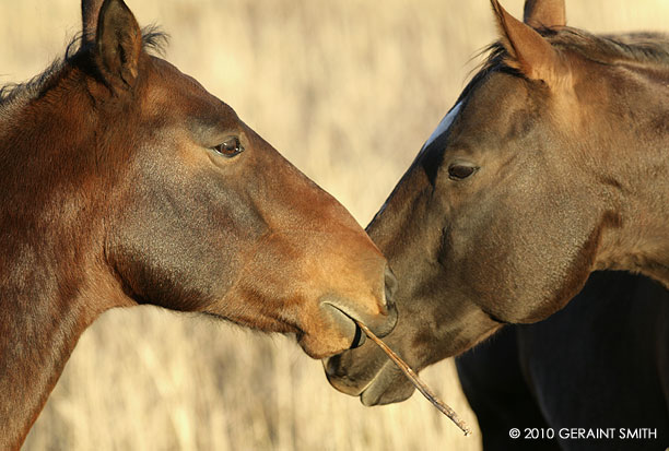 Horses