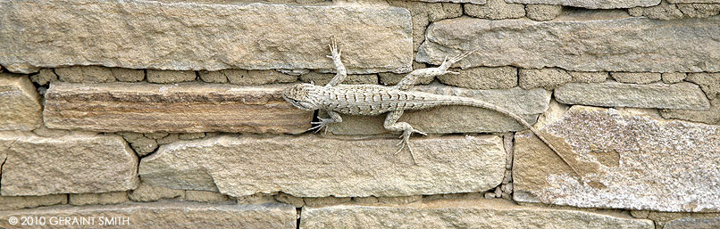 Chacoan Lizard, lizard in chaco canyon national park