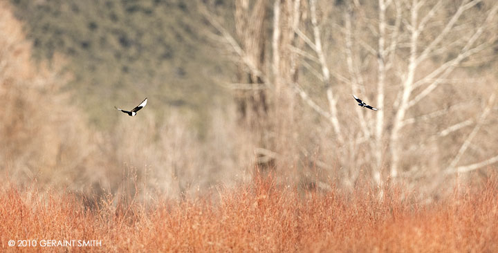 Magpies and willows