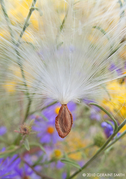 Milkweed seed and floss on a chamisa bush