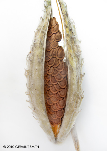 Milkweed Pod