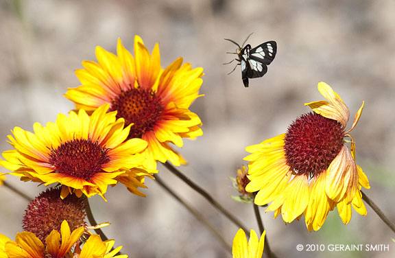 Daisies in Taos Ski Valley 