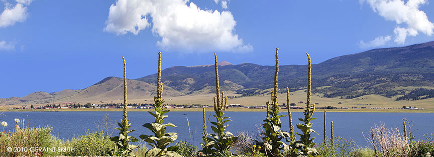 Mullen along Eagle Nest Lake