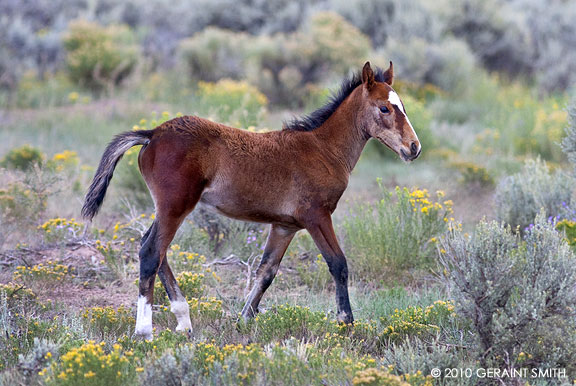 A wild horse foal on Wild Worse Mesa, Colorado 