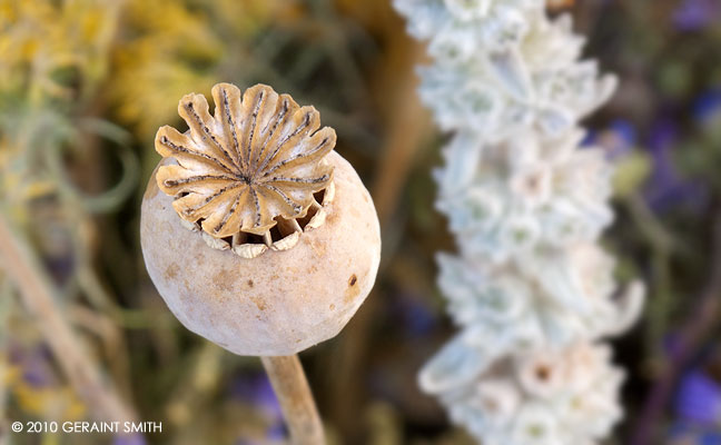 Poppyseed pod!